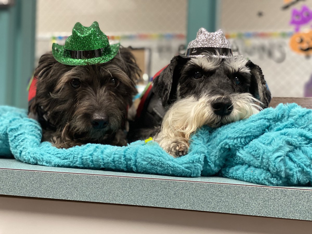 Hat day for #RedRibbonWeek2020 at MBE!! What to wear, what to wear? <a href="/HumbleISD_MBE/">Maplebrook Elem</a> #LightTheWay #mbeisfamily #mbebears2020 <a href="/CounselorMbe/">Maplebrook Counselor</a>