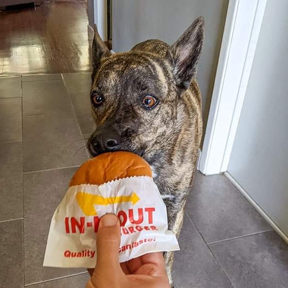 "I can haz cheeseburger?!" The astonished look in Corley's eyes says it all after days of not eating due to chemo. She nibbled then finally ate, and 3 to boot! If <a href="/innoutburger/">In-N-Out Burger®</a> is what it takes to keep her nourished through cancer treatments, so be it!