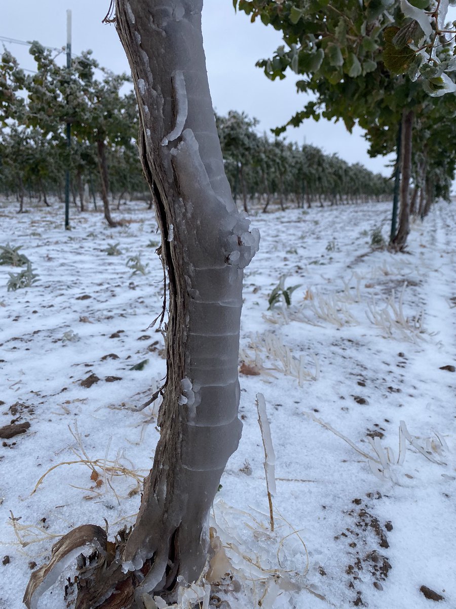 bolenvineyards's tweet photo. Got a touch more precip overnight...
#wine #txwine #txwinery #wineo #lubbock #vineyard #winery #livelovelubbock #locallubbock #redwine #whitewine #lovewine #lubbocktx #smyertx #merlot #malbec https://t.co/rhkV6FUmIy