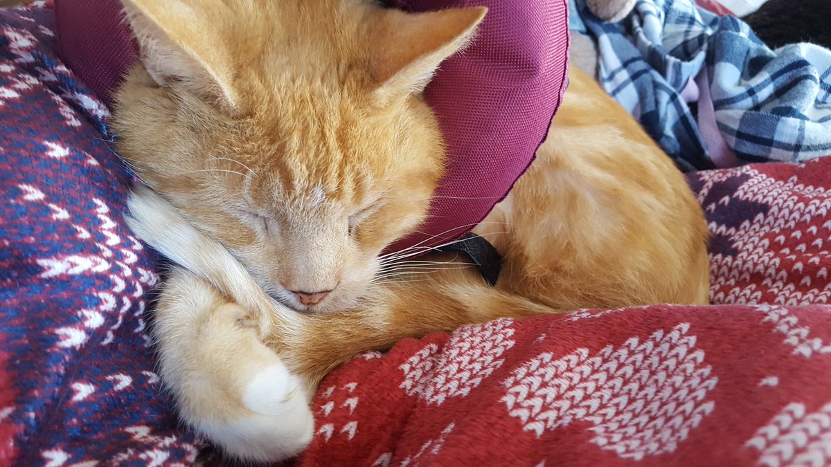 @AngLives @createchange_me #Caturday poor RustyBucket is feeling very sorry for himself after getting into a fight with another cat and then pulling at the wound, I won't go into graphic details but the vet did say it looked like he'd tried to castrate himself! Ouch! https://t.co/G2FyDPCZXn