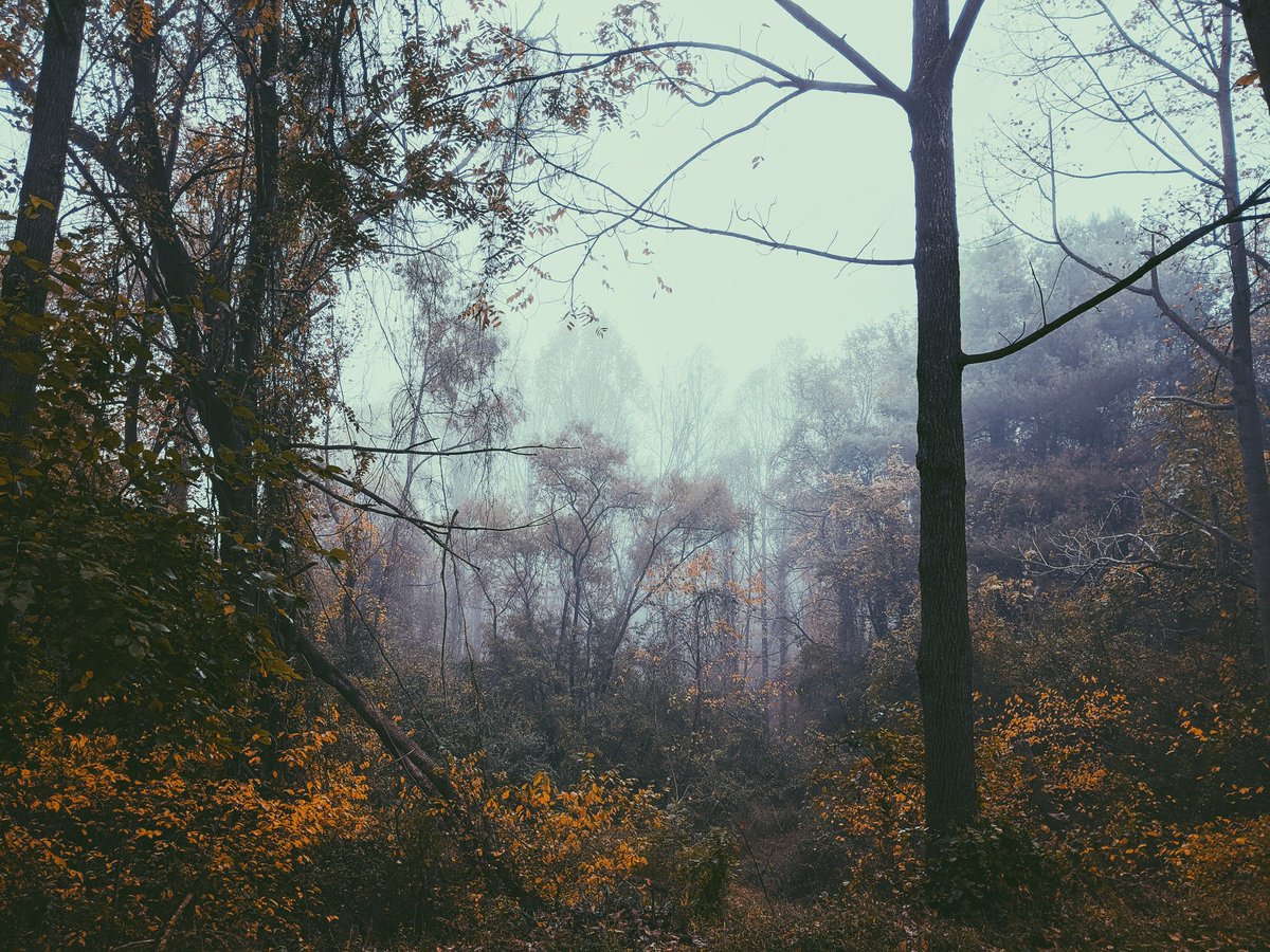 Eerie fog morning, 10•2020

#film #fog #photooftheday #filmphotography #vsco #tumblraeasthetic #naturephotography #forestvibes