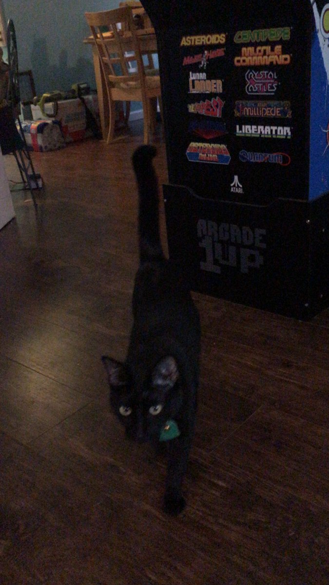 roland_son's tweet photo. It’s #NationalBlackCatDay!!! This is our cat #Pyewackett ! Show me yours! https://t.co/Hs3nmIvO2w