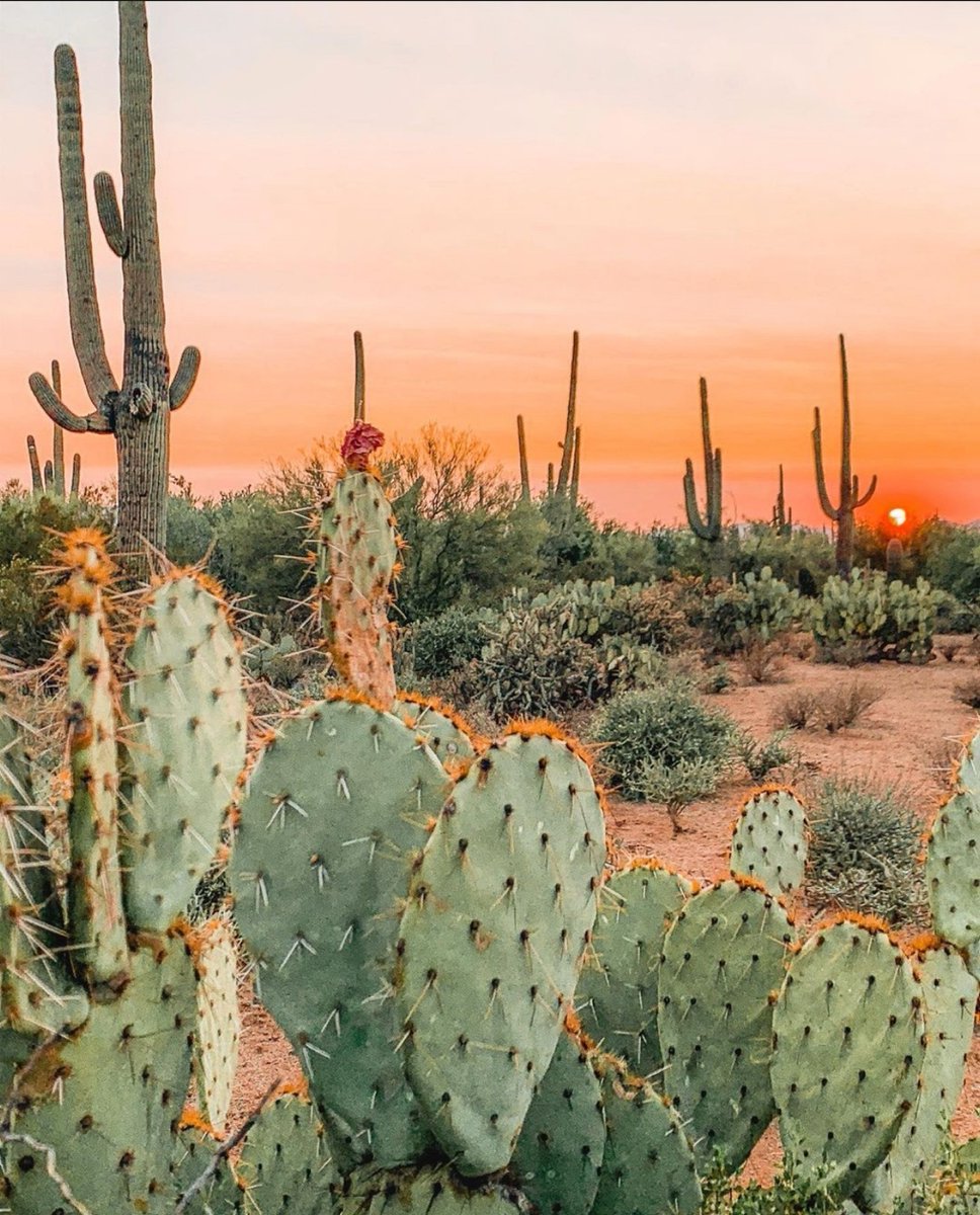 Desert dreamin'

📸@joshuatreehouse

#desert #sunset #magic #inspo #beauty