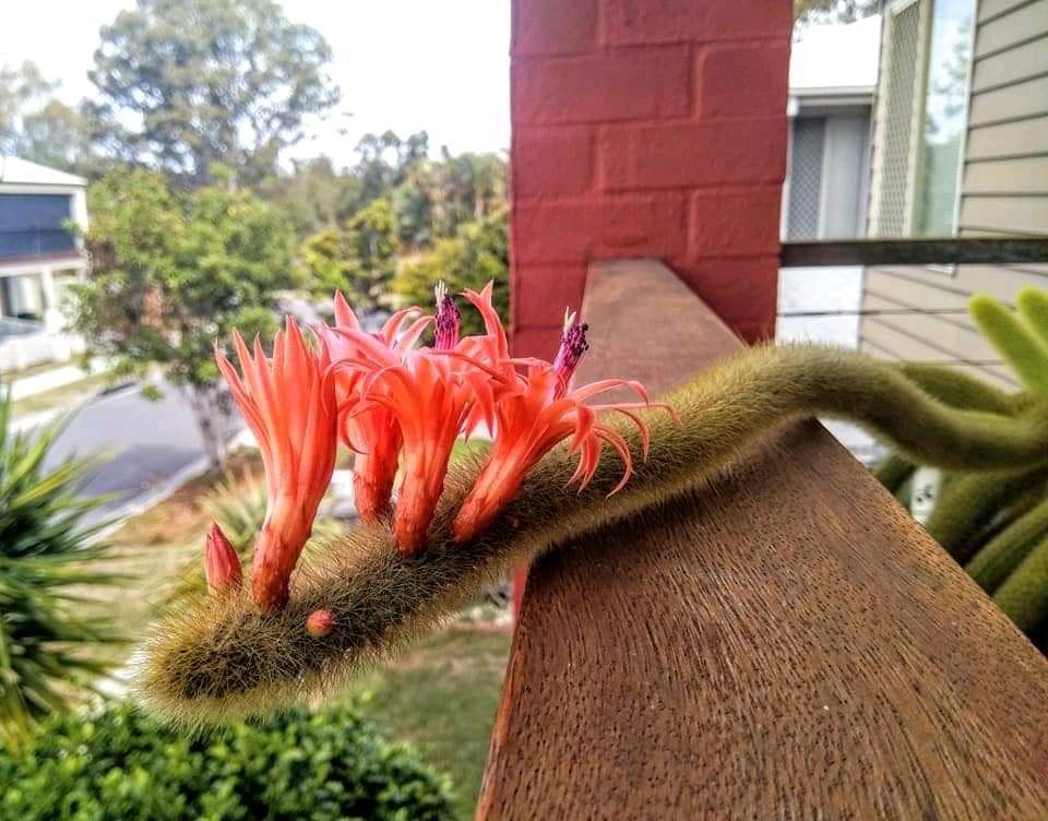 র‍্যাটস টেইল ক্যাকটাস ও তার ফুল।