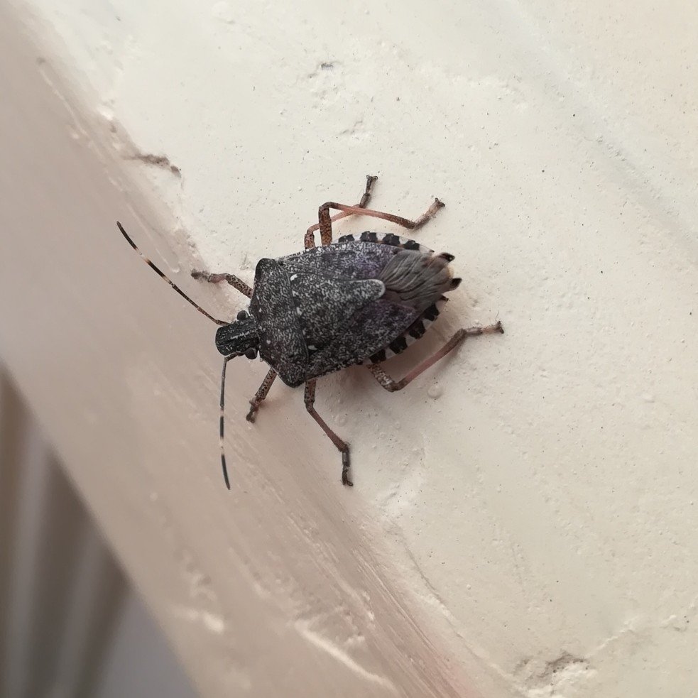 BioBlitz_Tapada's tweet photo. Um registo da #Invasora Halyomorpha halys no projecto #BioBlitzTapada foi uma das primeiras confirmações em PT 🇵🇹 e conduziu a uma publicação conjunta entre o #MHNCUP, o @cfe_FLOWerLab e o @CIBIO_InBIO.
Conheçam outras espécies da #TapadaAjuda aqui
https://t.co/ie5PREpuVc
🪳🪲🐞 https://t.co/JoRXZEGqJ1