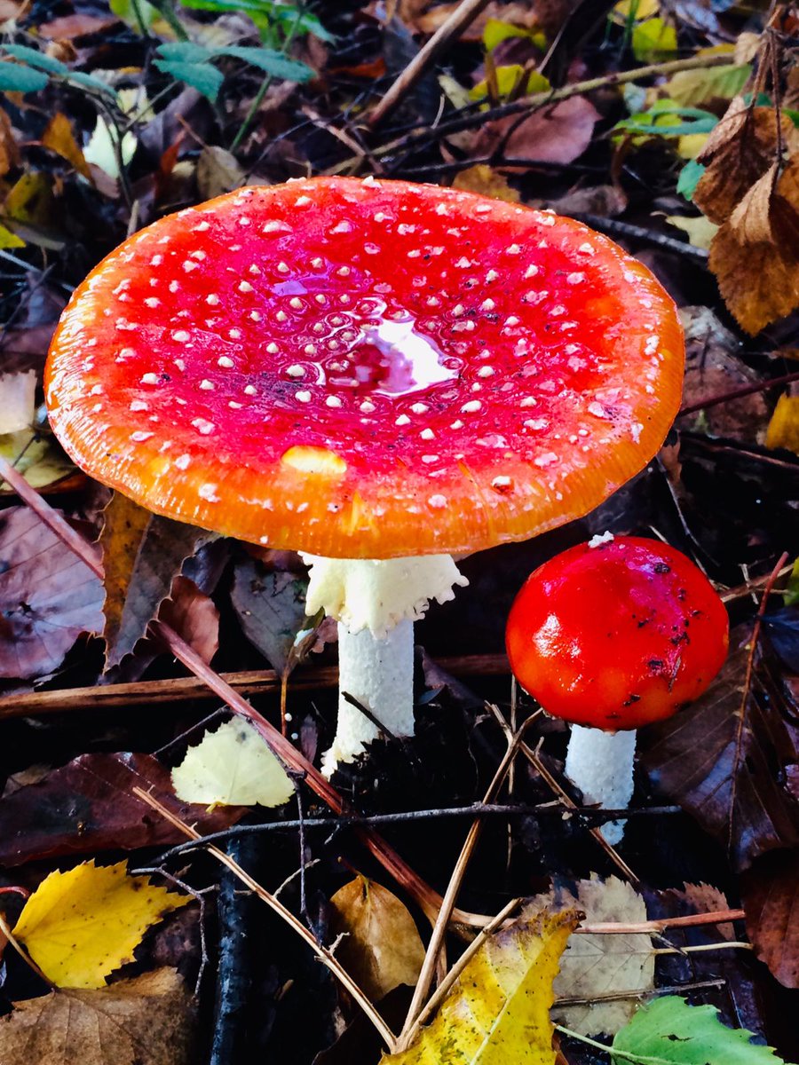 sarahkettle2's tweet photo. Magical mushrooms in the woods #fungi #farleymount #autumn #crabwood #winchester #mushrooms https://t.co/Iuy3ONjyfr
