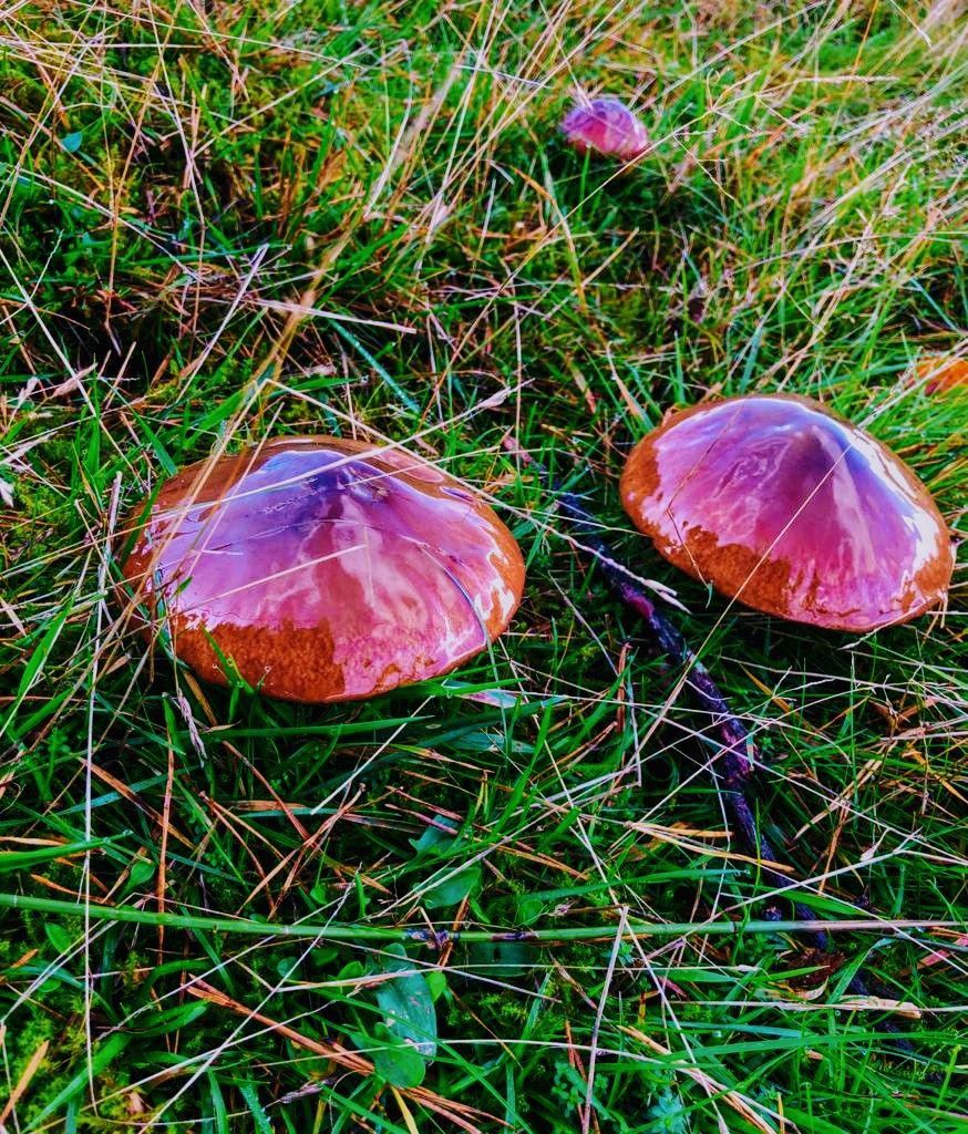 sarahkettle2's tweet photo. Magical mushrooms in the woods #fungi #farleymount #autumn #crabwood #winchester #mushrooms https://t.co/Iuy3ONjyfr