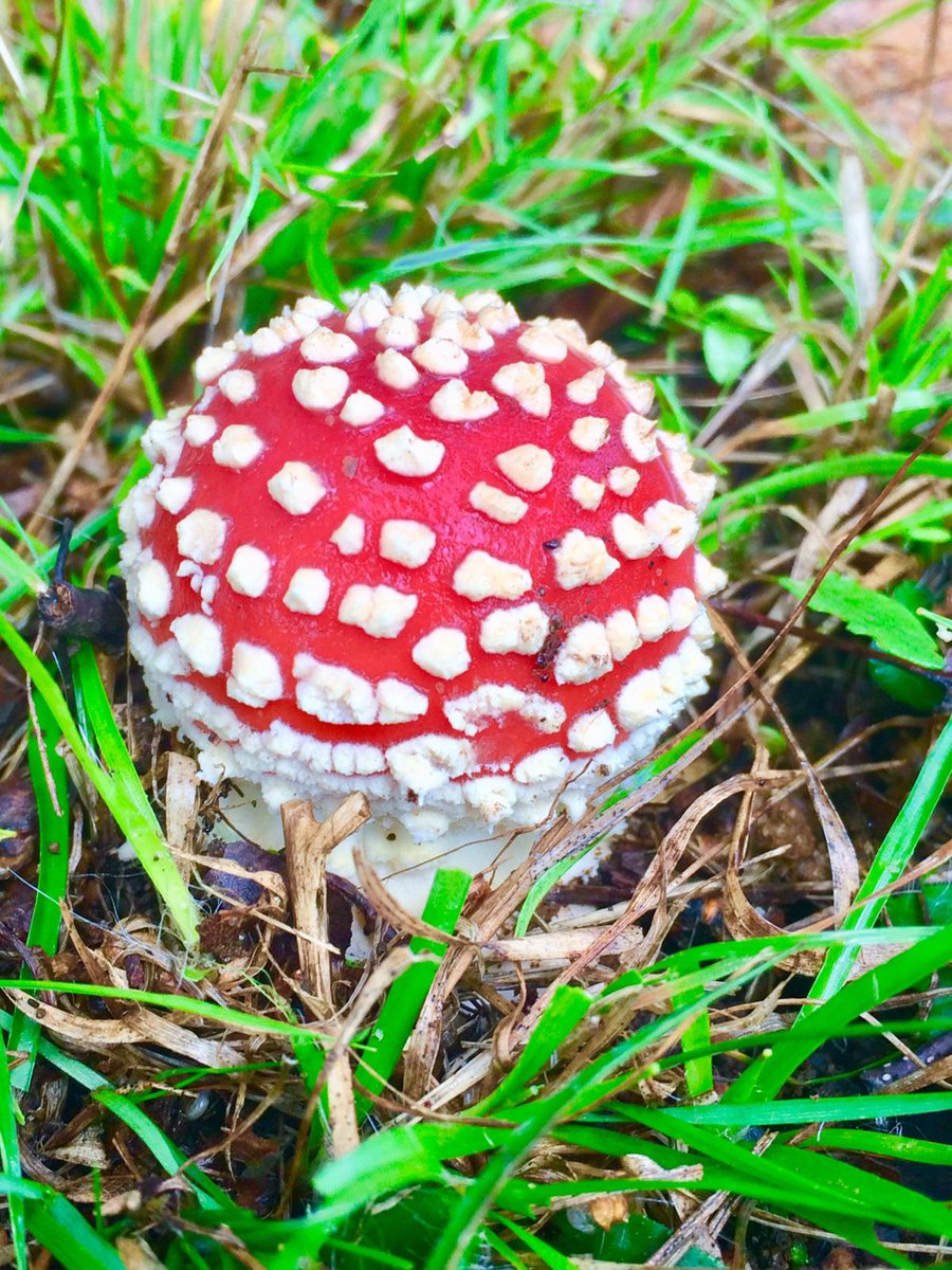 sarahkettle2's tweet photo. Magical mushrooms in the woods #fungi #farleymount #autumn #crabwood #winchester #mushrooms https://t.co/Iuy3ONjyfr