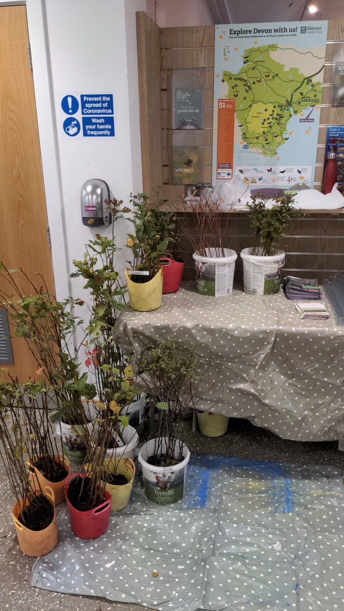 Rosie MacIver (Cotgreave) tweet media