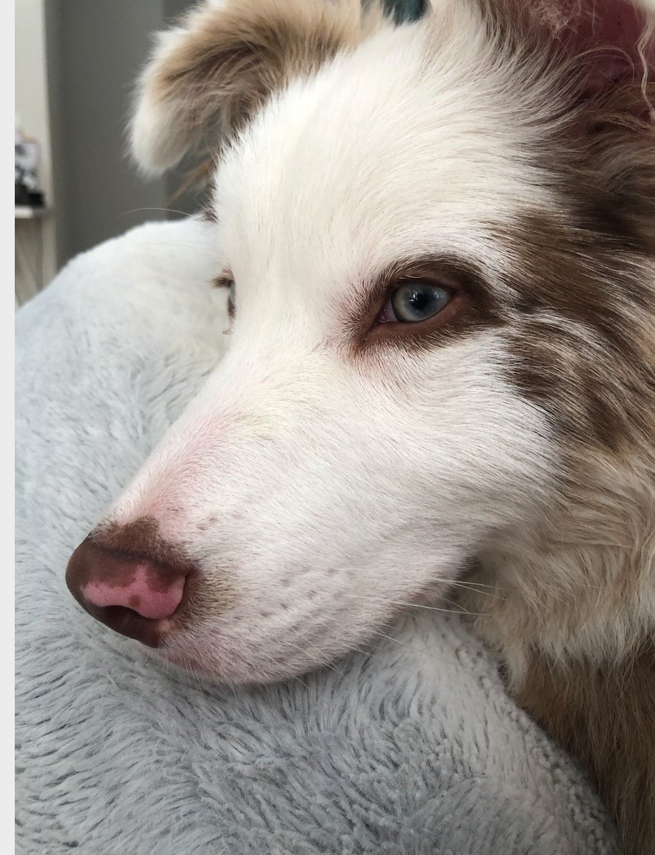 We're lucky to have this unofficial group member help us out while we work on our assignment! @BecsWrite2Speak <a href="/RaneemSafadi_SP/">Raneem Safadi</a> <a href="/AlixandraWelin/">Alixandra Welin</a> 
Contributions include: loud snoring, and vigorous tail wags. Please give him the SPARK he deserves. 
#slp2be
hillspet.com.au/dog-care/dog-b…