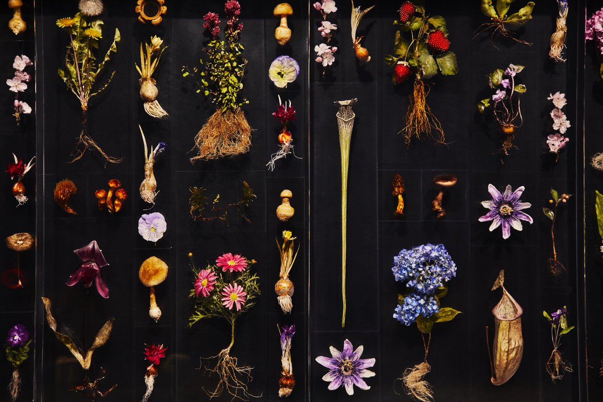 azumamakoto's tweet photo. Block Flowers  #amkk #amkkproject #makotoazuma #azumamakoto #東信花樹研究所 #東信 #jardinsdesfleurs #shiinokishunsuke #flowerart #flower #flowers #blockflower #blockflowers https://t.co/yZaeGWHLO6