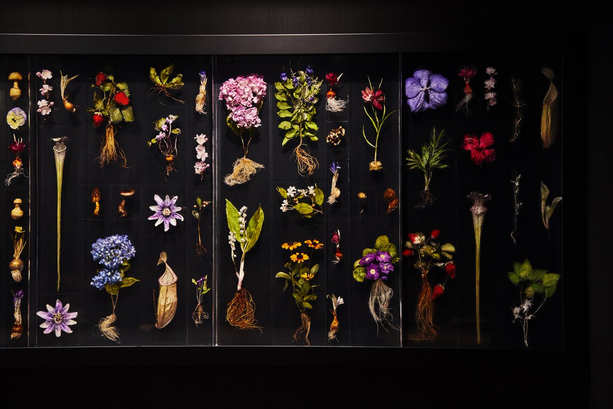 azumamakoto's tweet photo. Block Flowers  #amkk #amkkproject #makotoazuma #azumamakoto #東信花樹研究所 #東信 #jardinsdesfleurs #shiinokishunsuke #flowerart #flower #flowers #blockflower #blockflowers https://t.co/LCshDhvMxl
