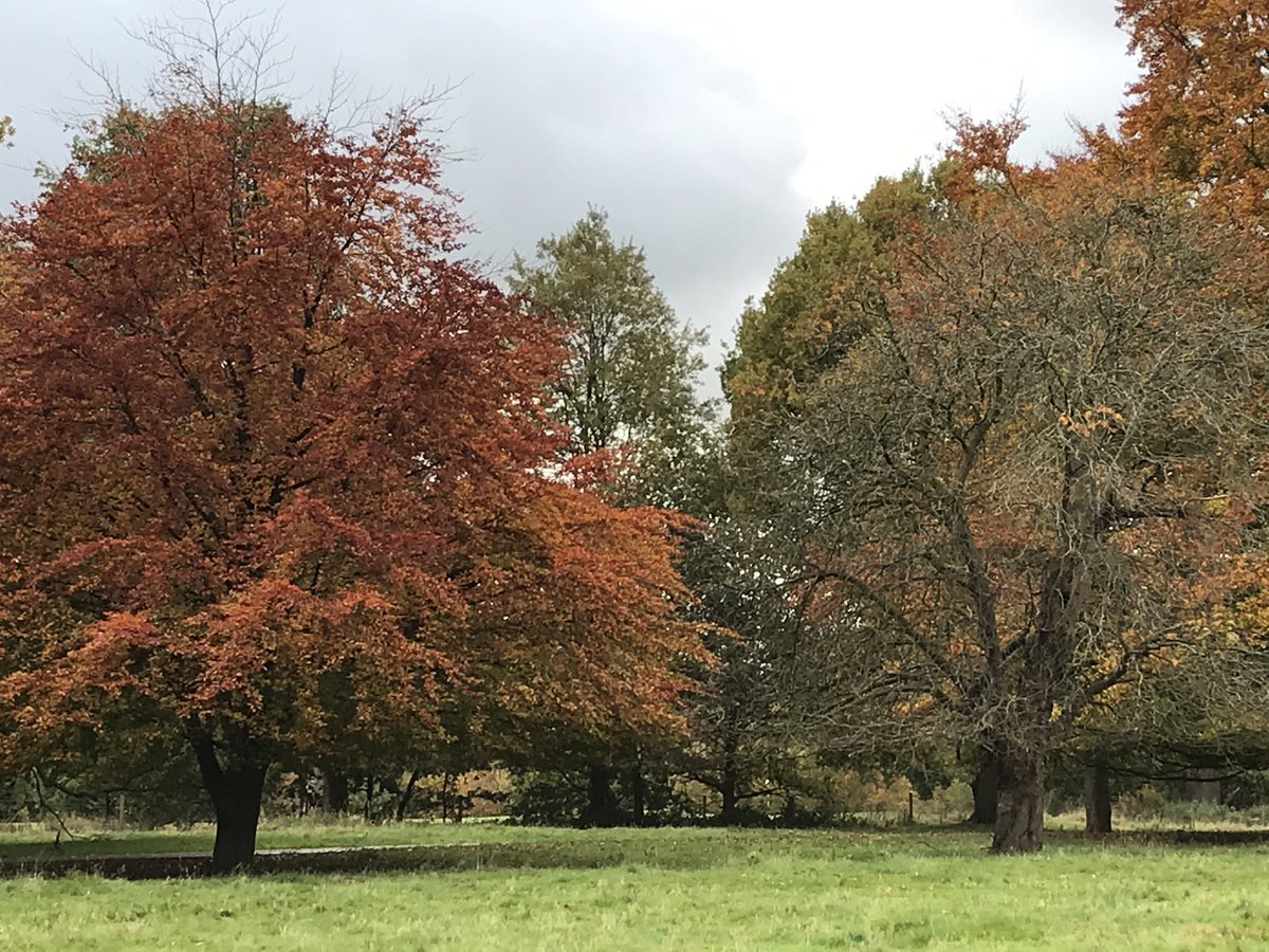 Autumn in full ⁦@KedlestonNT⁩