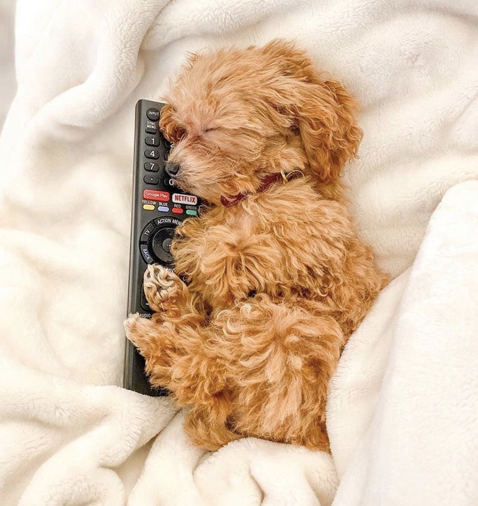 faunusdog's tweet photo. A los 5 minutos de poner la película https://t.co/Gzj5ywopIl