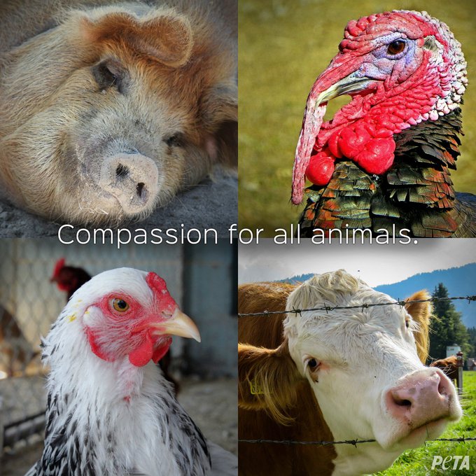 PETAUK's tweet photo. Today is #WorldVeganDay. RT if you want compassion for all animals! https://t.co/LKDh7kr8Rj