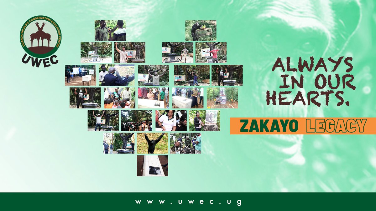 The survival of Chimpanzees in Uganda is increasingly under threat largely due to habitat loss, pet trade, bush meat, isolated gene pools, infectious diseases among others.
#ZakayoDay reminds us of our commitment  to wildlife conservation. #Zakayo reigns