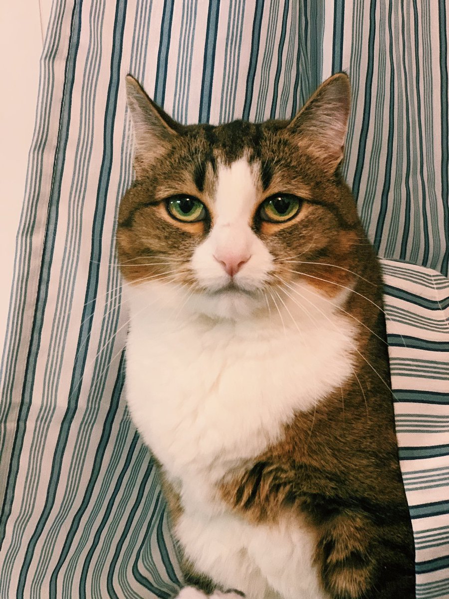 gingy_love's tweet image. Folks, не можем определиться, а уже пора отправлять фотку на календарь #CatsOfMicrosoft Помогити-и.. есть 1. Фото на паспорт 2. Пряня интересующаяся #прянес