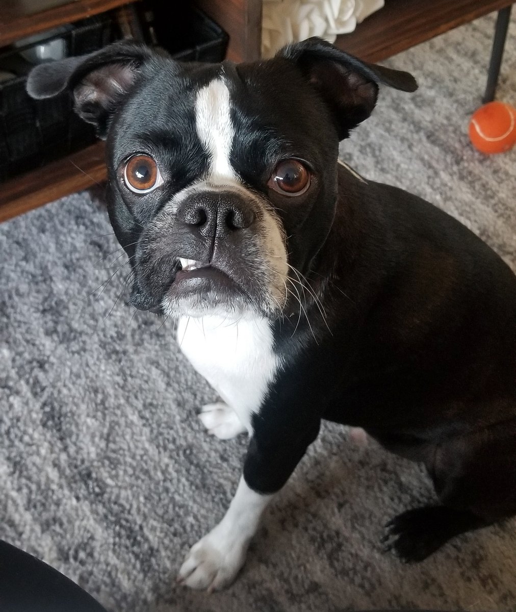GarytheGremlin's tweet photo. "Hey eberybuddy! Happie teef owt Toosday! Show ur #teefies fur ur hoomans 2day." - Gary the 😬 Gremlin

 #teefouttuesday #teefs #OfficiallyTeef #Teefoutfeatures 

#garythegremlin #gremlindog #gremlinface #bostonterrier #bostonterrierlife #lifeisbetterwithadog #bosto https://t.co/aSfDo19tKe