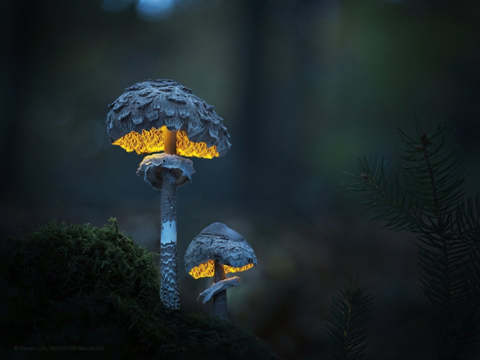 EU Environment (@eu_env) on Twitter photo Once again, the annual photo competition organised by <a href="/EUEnvironment/">EU EnvironmentAgency</a> gathered stunning pieces about nature and #EUBiodiversity 🦊🦇🪰🌿
Vote for your favourite ones among the 57 finalists (out of more than 2,800 entries!) before 3 November on
europeanenvironmentagency.wufoo.com/forms/rediscov… Once again, the annual photo competition organised by <a href="/EUEnvironment/">EU EnvironmentAgency</a> gathered stunning pieces about nature and #EUBiodiversity 🦊🦇🪰🌿
Vote for your favourite ones among the 57 finalists (out of more than 2,800 entries!) before 3 November on
europeanenvironmentagency.wufoo.com/forms/rediscov…