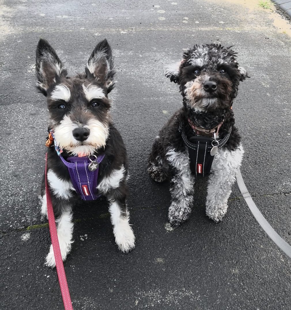 TiggyPup's tweet photo. @iaindwelch Love this Iain - just like my Schnoodle puppy Tiggy on the right and her best puppy friend Miniature Schnauzer Loki - definately double trouble 😁 https://t.co/rfezu7LeaQ