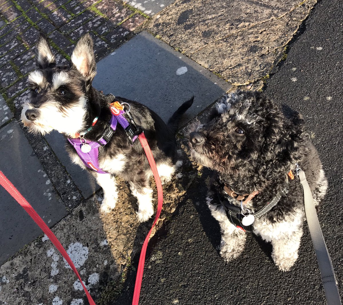 TiggyPup's tweet photo. @iaindwelch Love this Iain - just like my Schnoodle puppy Tiggy on the right and her best puppy friend Miniature Schnauzer Loki - definately double trouble 😁 https://t.co/rfezu7LeaQ