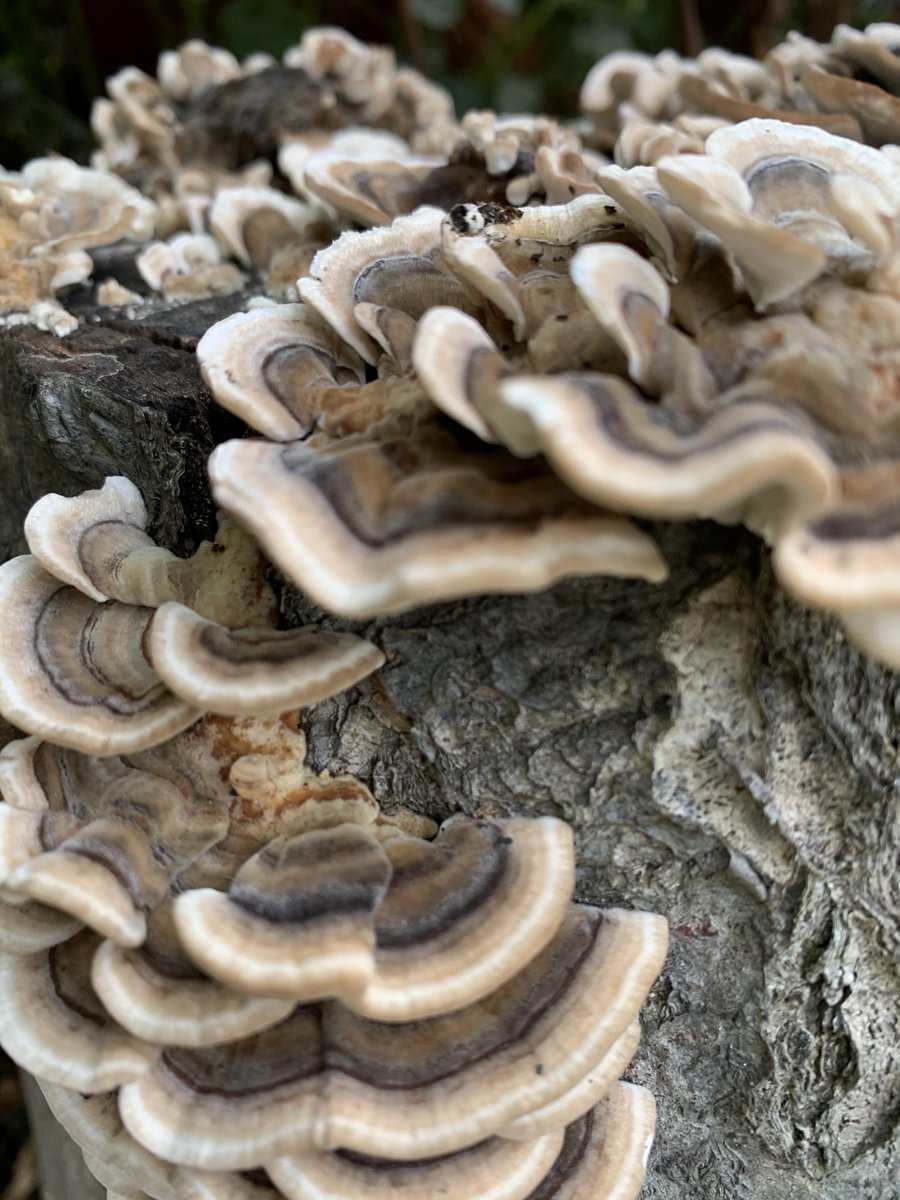 Some beautiful Polyporus versicolor ‘Turkey Tail’ fungus growing on old tree trunks in Our Secret Garden ⁦<a href="/charltonmanor/">Charlton Manor Sch</a>⁩