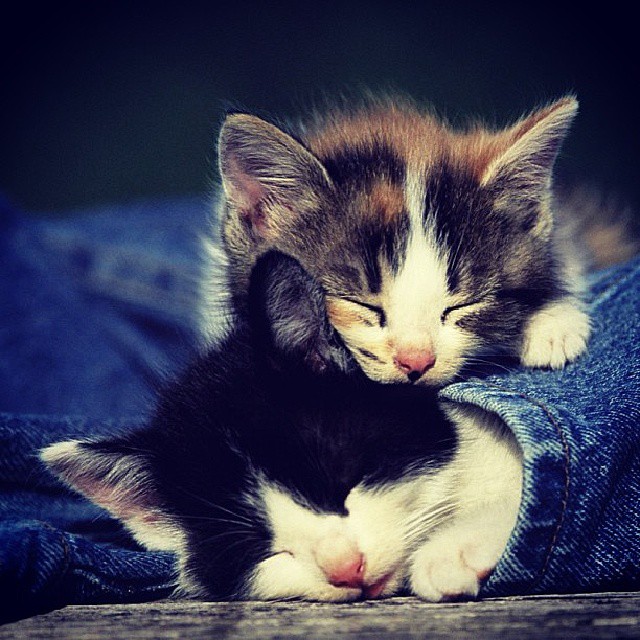 Show your Love to Cute, Small and Adorable Kitten.....