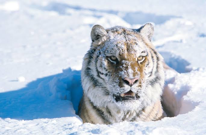 ArcStunner's tweet photo. Snow Animals π
Follow us @ArcStunner
#snowleopards #snowleopard #snowleopardsofinstagram #bigcats #bigcatsofinstagram #bigcat #wildlifephotography #animals #wildlife #animalphotography #leopard #pantherauncia #zoophotography #leopards #cats #nature #leopardodellenevi https://t.co/187ZR8GFGz