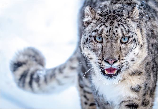 ArcStunner's tweet photo. Snow Animals π
Follow us @ArcStunner
#snowleopards #snowleopard #snowleopardsofinstagram #bigcats #bigcatsofinstagram #bigcat #wildlifephotography #animals #wildlife #animalphotography #leopard #pantherauncia #zoophotography #leopards #cats #nature #leopardodellenevi https://t.co/187ZR8GFGz