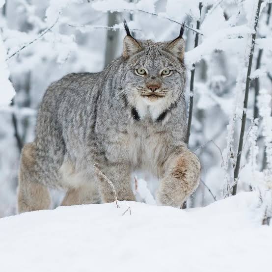 ArcStunner's tweet photo. Snow Animals π
Follow us @ArcStunner
#snowleopards #snowleopard #snowleopardsofinstagram #bigcats #bigcatsofinstagram #bigcat #wildlifephotography #animals #wildlife #animalphotography #leopard #pantherauncia #zoophotography #leopards #cats #nature #leopardodellenevi https://t.co/187ZR8GFGz