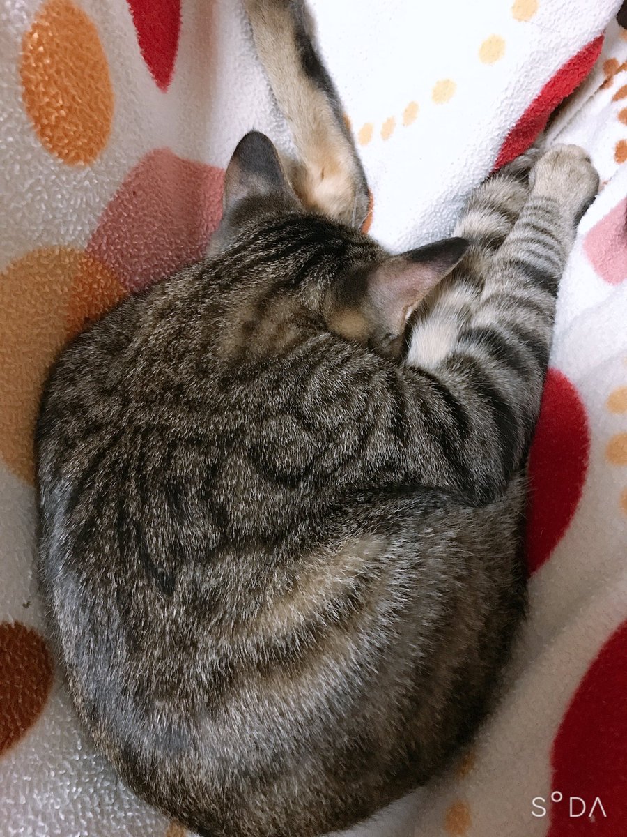 猫の寝顔