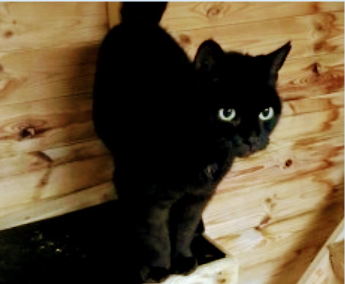 stubbington ark cats for adoption