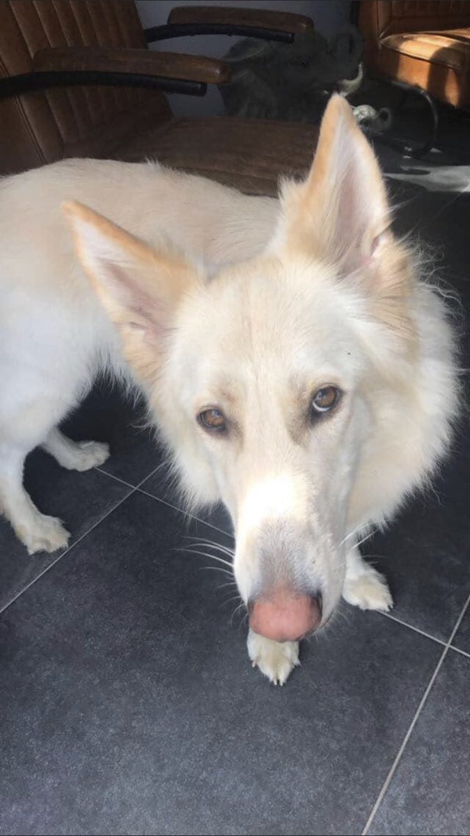 RachaelB100's tweet photo. Where is ISLA?
#Missing Female White #GermanShepherd with light nose. Since 12/10/2018 Croft Lane #Gailey #Stafford #ST19 #Staffordshire #Neutered #Chipped
HAVE YOU SEEN A DOG LIKE HER IN YOUR AREA?
IF YOU HAVE HER IT’S TIME TO LET HER GO HOME!
https://t.co/euARL6sSoO https://t.co/vccoqei2TN