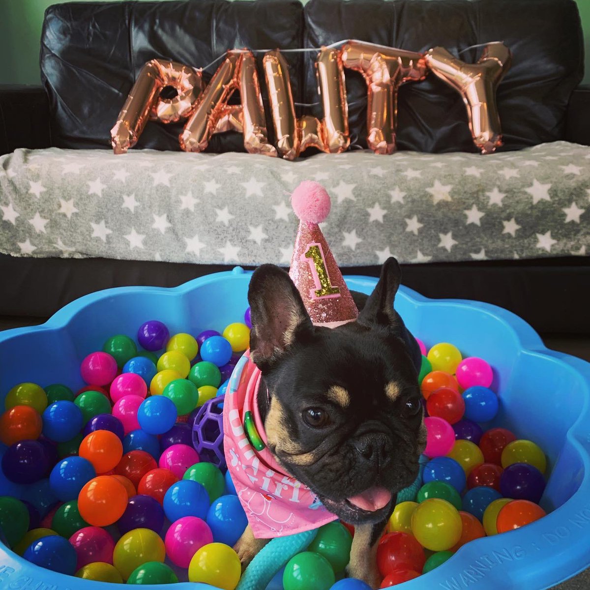 bells_boo's tweet photo. Celebrating Pearl’s birthday with a pawty! 🐾 #dogbirthday #pawty #dogsoftwitter #frenchbulldog #ballpitfun #dogparty #lincolnshirebusiness #lincolnshire https://t.co/bPafzTtAQf