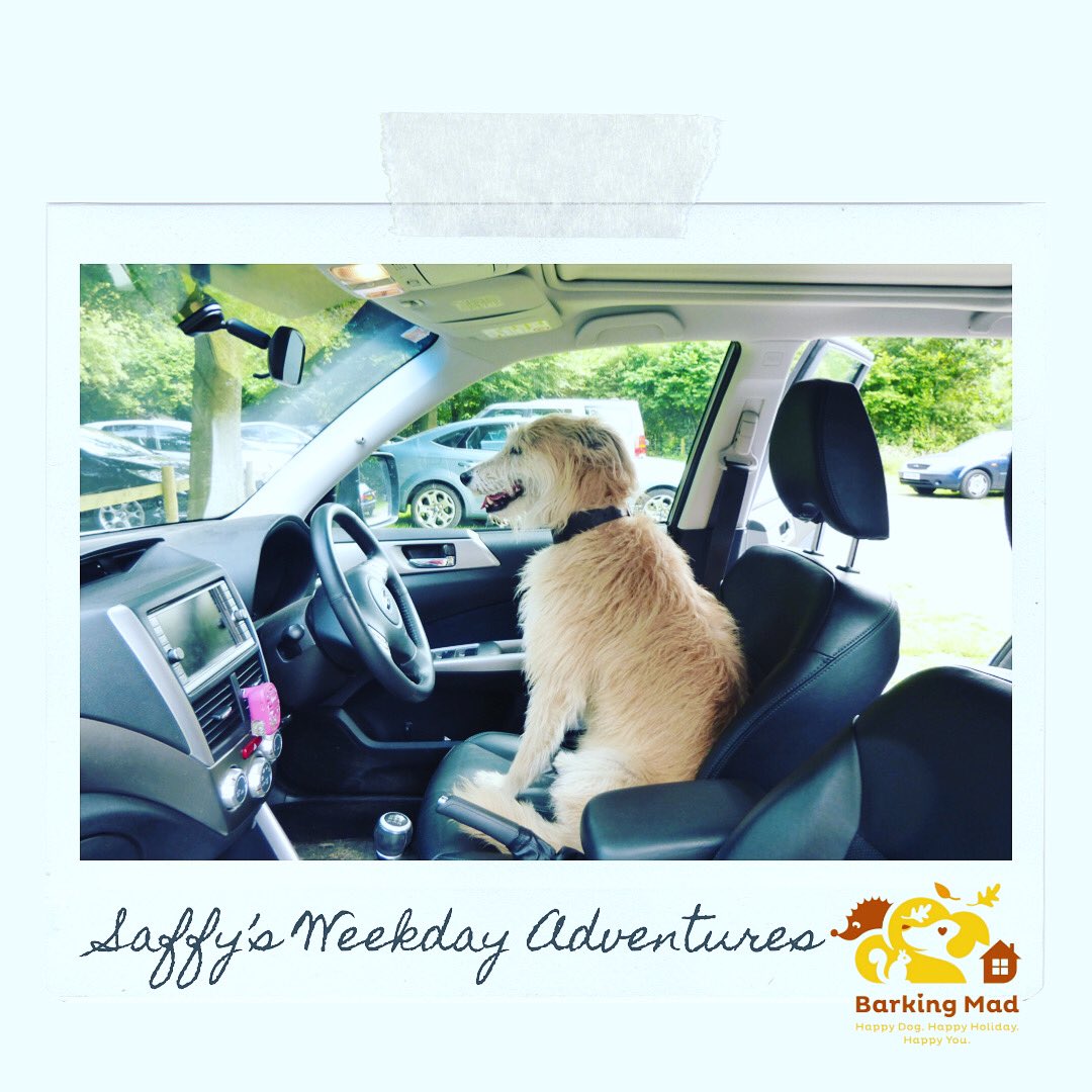 Cruising through the week, Saffy style! 🐾🐾🥰