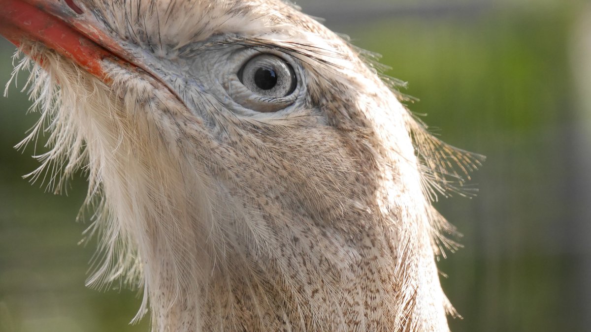 Zoo_Notes's tweet photo. I thought this Seriema looked like the angriest, craziest bird @LothertonHall #ukzoos #angrybirds #realangrybirds https://t.co/q6r37i3VQB