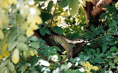 The highly venomous Boomslang appears to be nothing more than a part of the tree to any who might walk by...