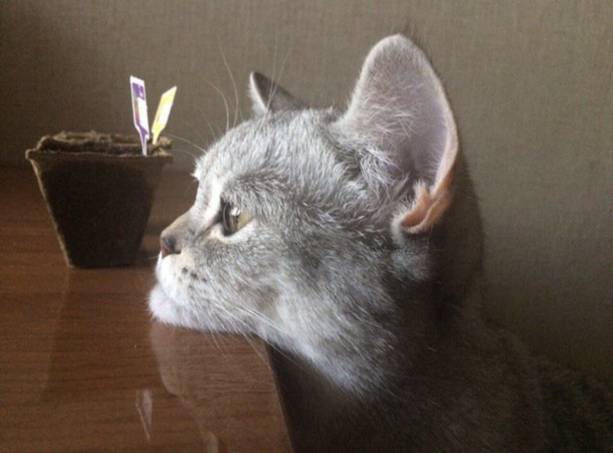 猫にもあご肉は存在する https://t.co/wzHG2SjHBc