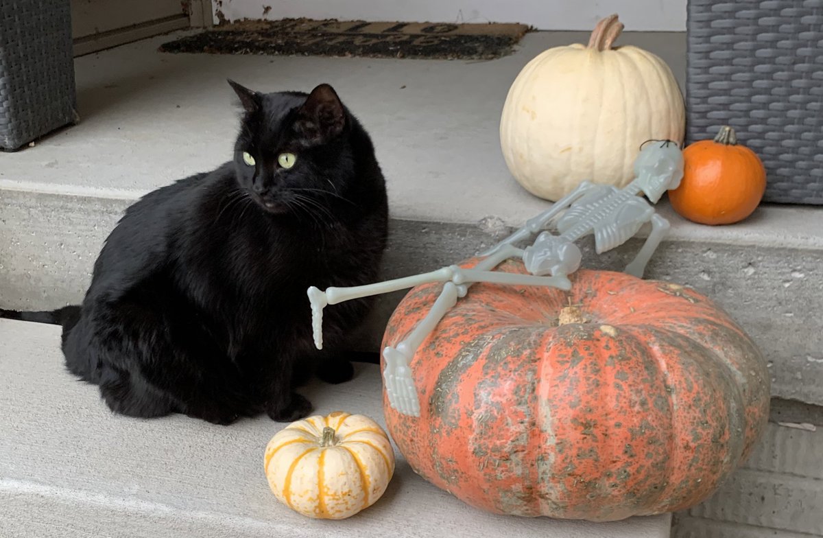 HennigSf's tweet photo. Happy #BlackCatDay! Here’s our house panther Blaine posing with some pumpkins. 🐱🎃 https://t.co/gsXwtnDBwp