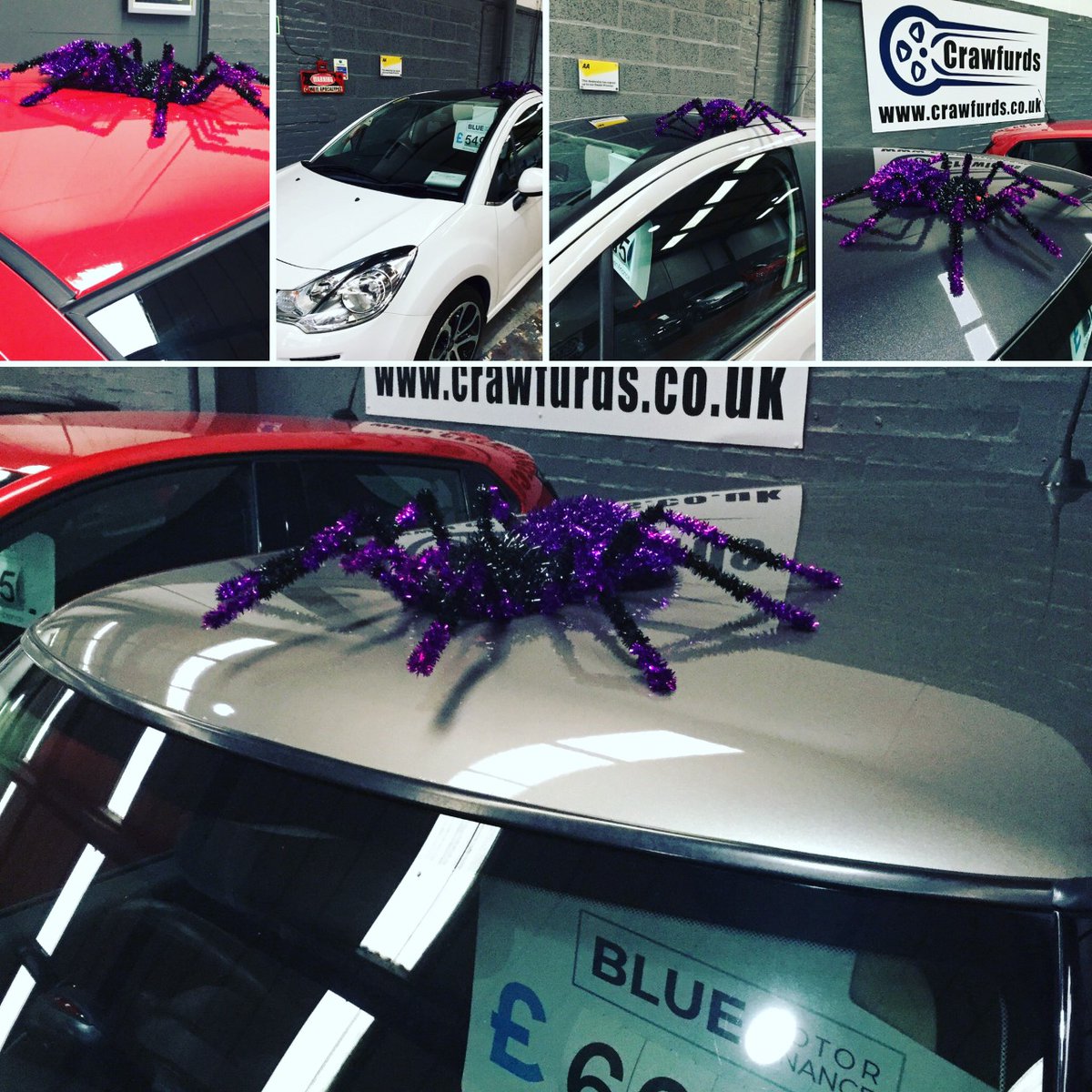 CrawfurdsC's tweet photo. Halloween spider invasion @CrawfurdsC https://t.co/fX102iVTSI