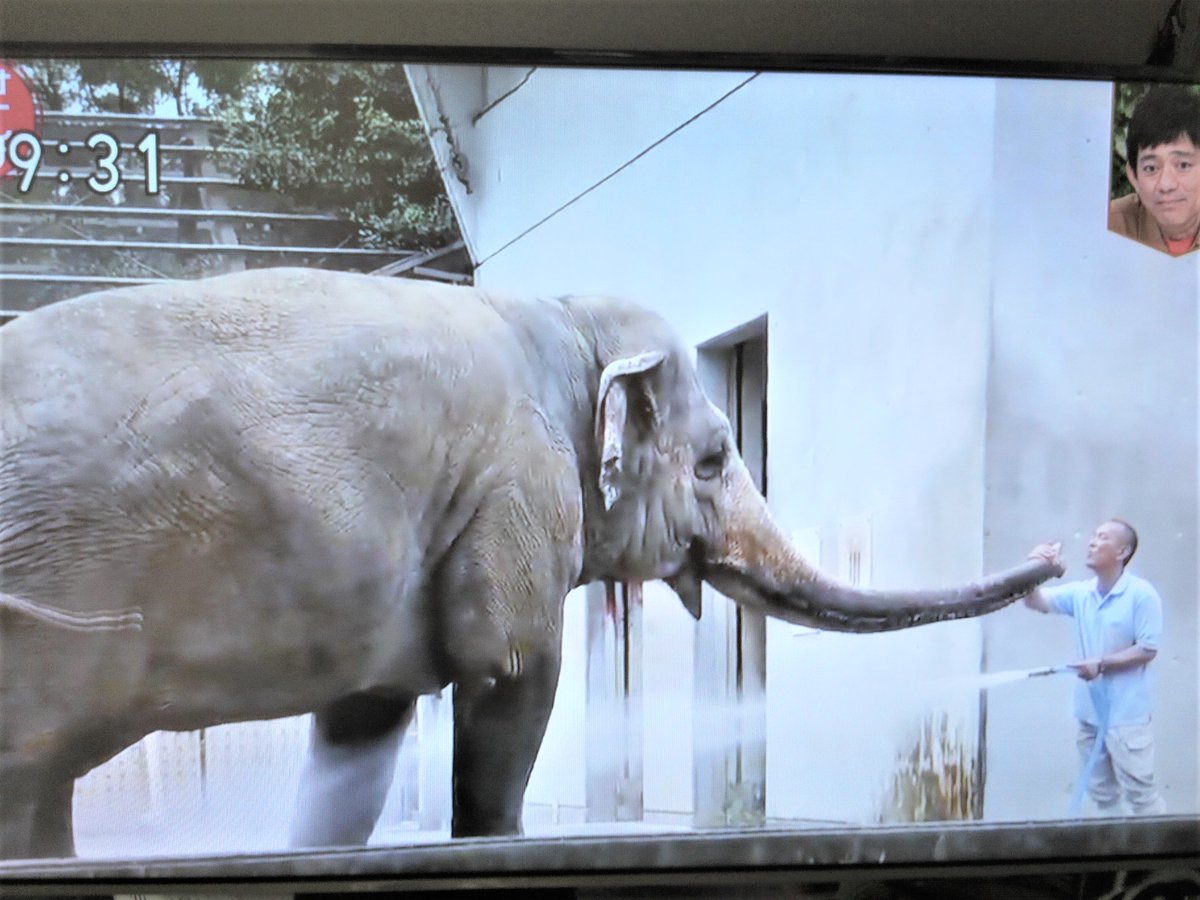米津さち子 朝からテンション上がったよね 茶臼山動物園 レッサーパンダ ロンくん ゾウ ウチのどうぶつえん うちのどうぶつえん Nhk アサイチ 米津さち子 朝からテンション上がったよね 茶臼山動物園 レッサーパンダ ロンくん ゾウ ウチのどうぶつえん うちのどうぶつえん Nhk アサイチ