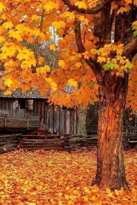"Ne çabuk geçti o güzelim yıllar.
Daha yolun başındayız dediğimiz yaşlar.
Kısacıkmış uzun sandığımız o yollar.
Kışa yakın bir bahardayız,
🥀🍂🍁🍂
Kim bilir, belki de bu "Son / bahar" ...
🧡Yağmur Damlası🧡