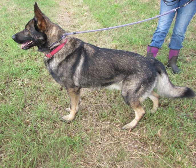 elite german shepherd rescue