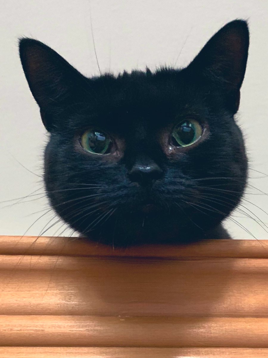 Happy #BlackCatDay to all. Love Daisy Fay Harper