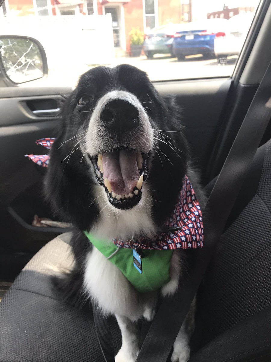KheanH0's tweet photo. @GlobalEcho_ Here are my 2 goofballs!  I hope you’re doing a bit better.  With everything going on, it’s easy to feel down; just have hope that things will get better. https://t.co/NDboajFW0n
