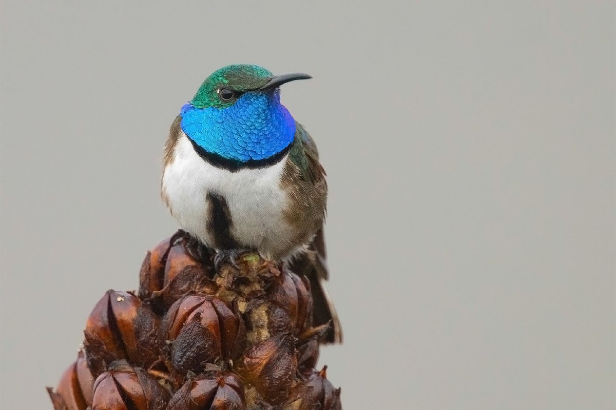 Birdquest tweet media