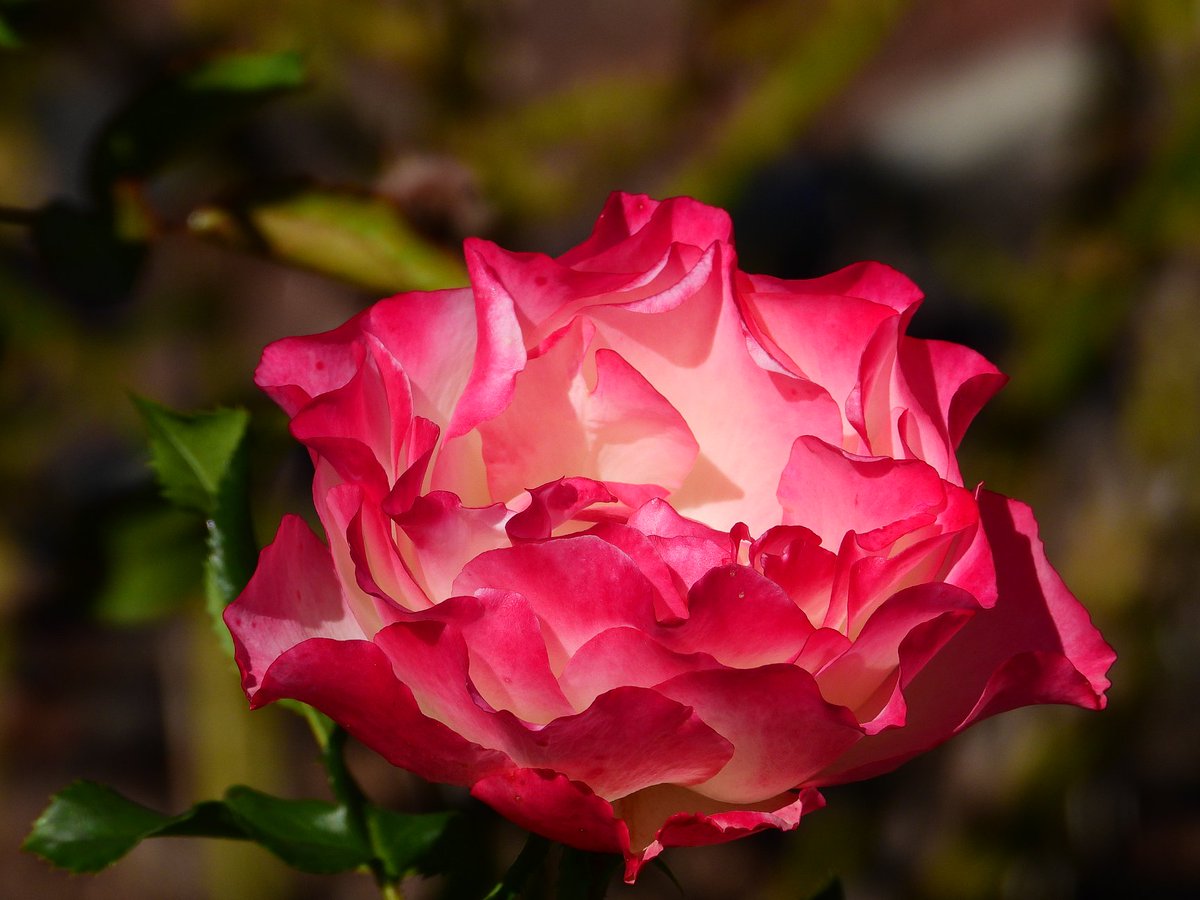 ScapedHome's tweet photo. #scaped #scapedhome
#landscapearchitecture #landscapephotography #landscapedesign #garden #gardening #gardendesign #plants #planting #nature #naturephotography" https://t.co/f1kycWzvc6