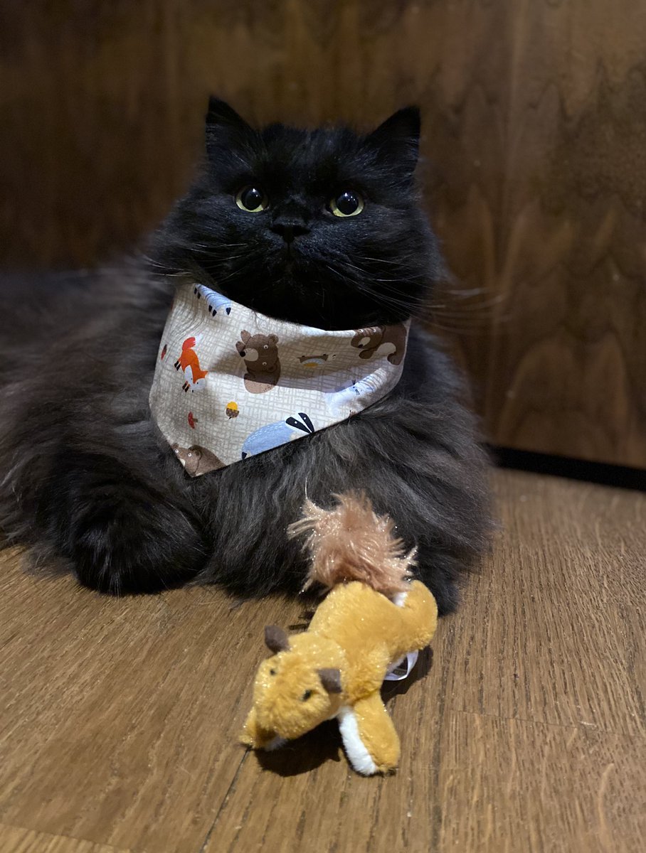 meow_london's tweet photo. Who is the pretty meow?! ๐ธ
#kookoopooch #prettycat #happytuesday #smile #cat #stylishcat #citycat #blackcats #petsastherapy #CatsOfTwitter #cats https://t.co/kBYtDSLJV8