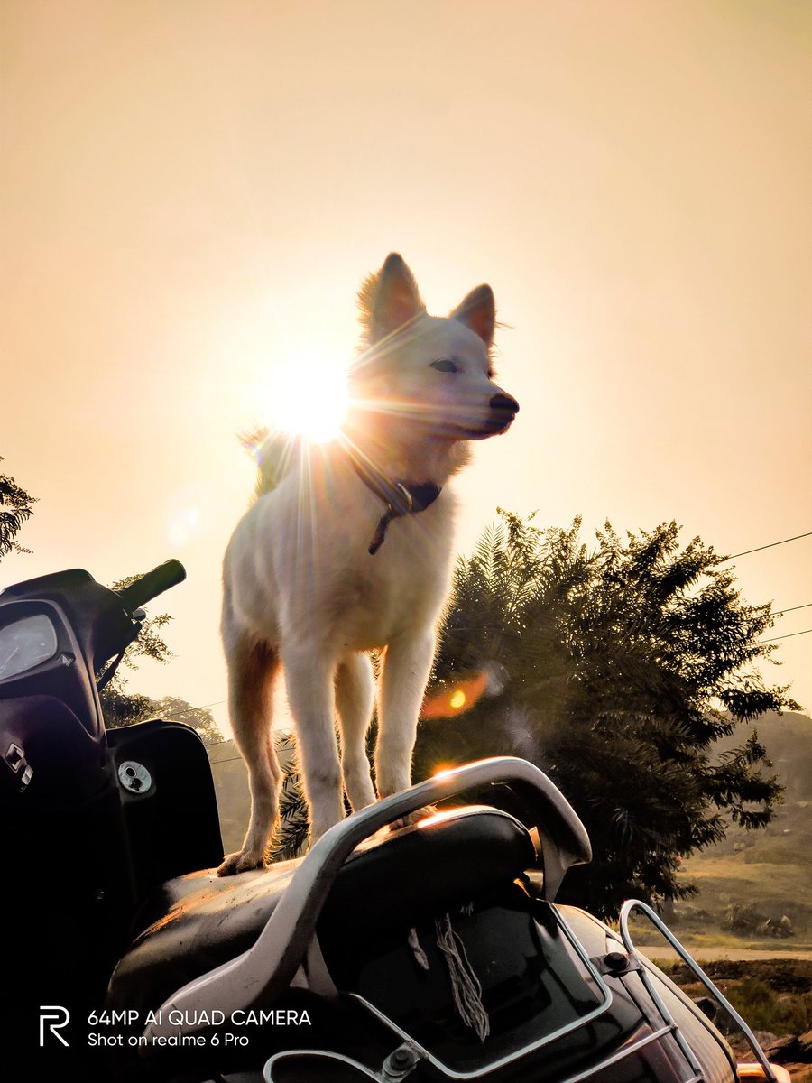 pixelsbyrishav's tweet image. Happiness is a warm puppy.🐕

#shotonrealme #realme6pro @realmemobiles @MadhavSheth1 @NeonVikash @FrancisRealme