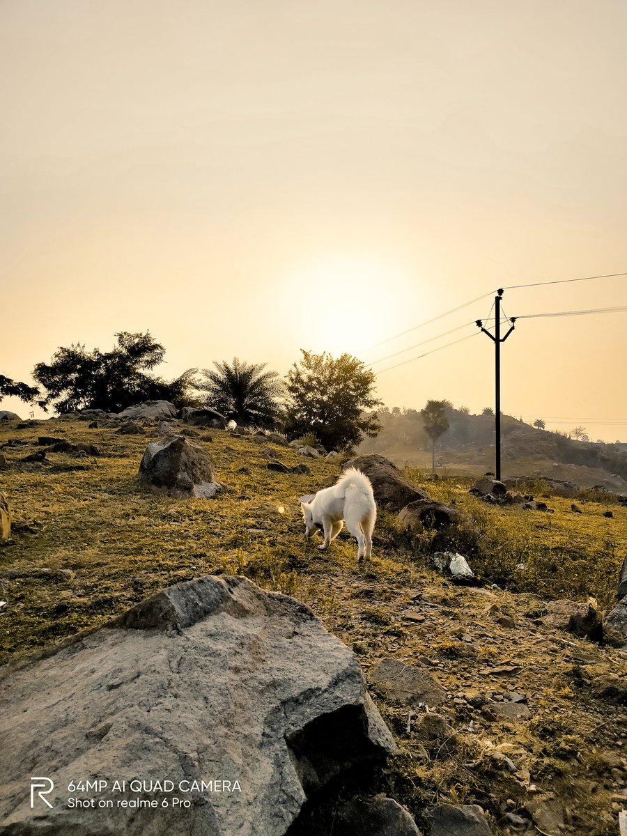 pixelsbyrishav's tweet image. Happiness is a warm puppy.🐕

#shotonrealme #realme6pro @realmemobiles @MadhavSheth1 @NeonVikash @FrancisRealme